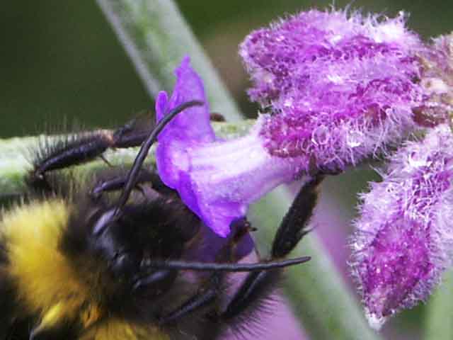 010811_142448-01 100% crop